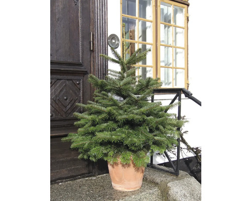 Nordmannsgran i kruka framför en ytterdörr