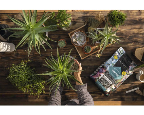 Översikt över ett träbord med suckulenter, krukväxter och en person som planterar om en Aloe Vera-växt, samt ett paket Lechuza Basicpon-planteringssubstrat.