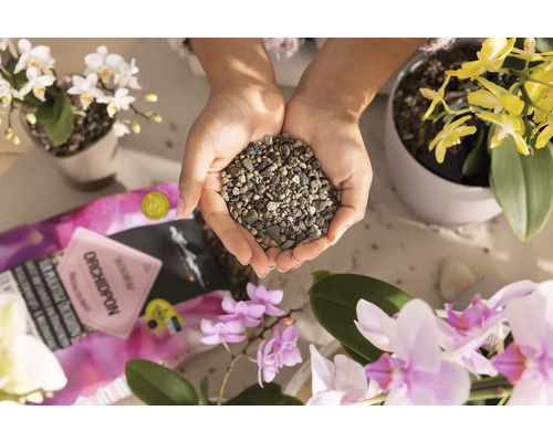 Händer håller orkidékompost omgiven av orkidéer