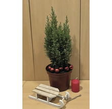 Dekoration med cypress i kruka, kulor, ljus och träsläde