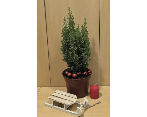Dekoration med cypress i kruka, kulor, ljus och träsläde