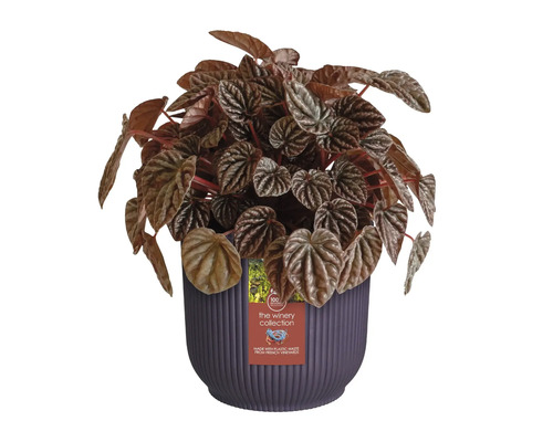 Inomhusväxt Peperomia i en kruka