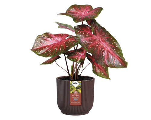 Växt med röda blad i brun kruka