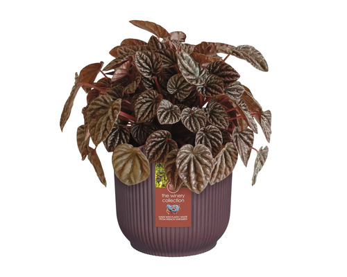 Peperomia i kruka