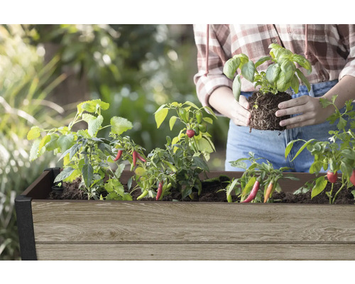 Hög rabatt med chiliplantor och basilika planta