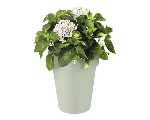 Hortensia i en blomkruka