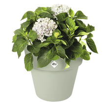 Hortensia i kruka med Elho-logotyp