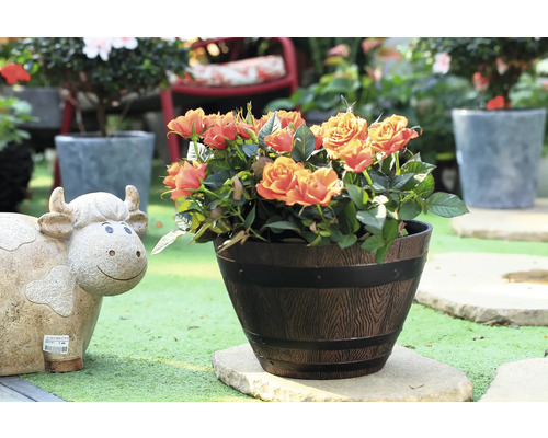 Orange rosor i en dekorativ kruka utomhus.