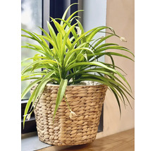 Planteringskorg LAFIORA vattenhyacint Ø27x20cm