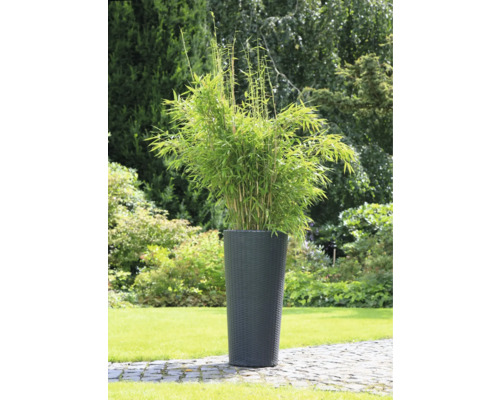 Bambu i planteringskärl för trädgården