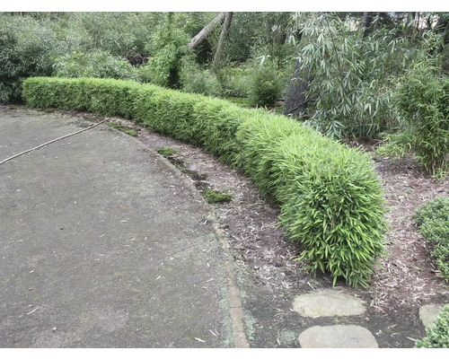 En rad bambuväxter i trädgården.