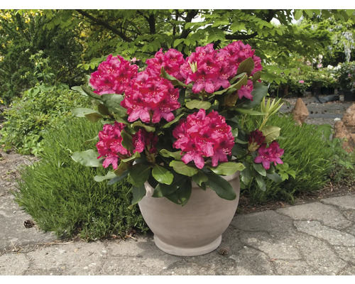 Rhododendron i kruka med frodiga blommor och gröna blad.