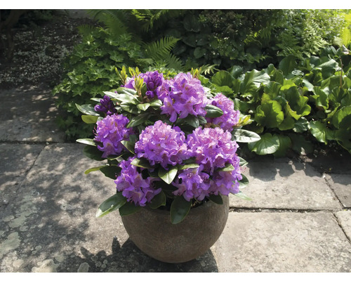 Lila rododendron i kruka på en terrass.
