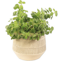 Plectranthus i kruka för inomhusbruk