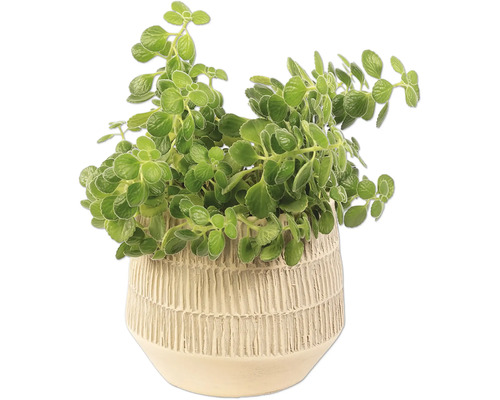 Plectranthus i kruka för inomhusbruk