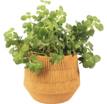 Plectranthus i terrakottakruka