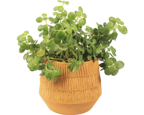 Plectranthus i terrakottakruka