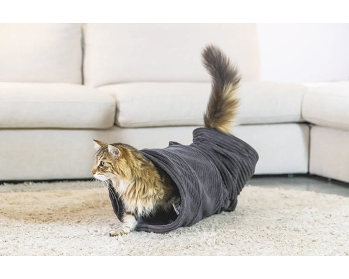 Katt i en kattunnel på en matta framför en soffa