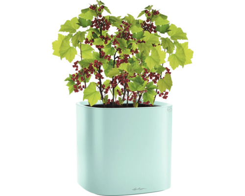 Röda vinbär i planteringskärl