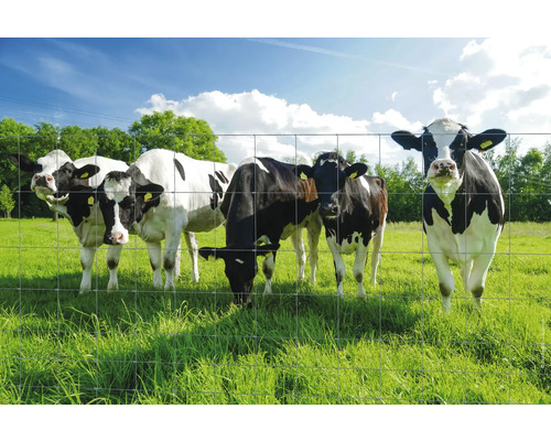 Hage framför kor på en äng