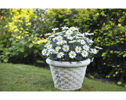 Blomkruka med prästkragar i trädgården
