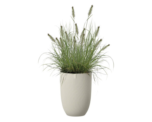 Grästuva i en planteringskärl