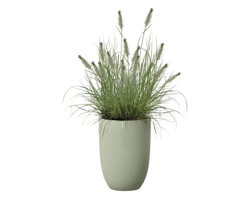 Prydnadsgräs i kruka