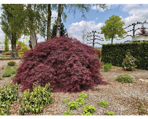 Japansk lönn i trädgården