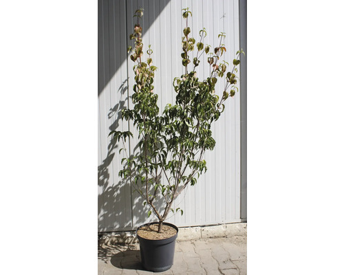 Kornellbuske i kruka