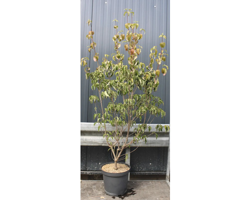 Kornell i kruka med gröna blad