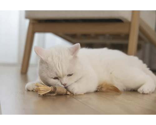 En vit katt ligger på golvet med en kattleksak.