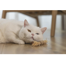 Vit katt med olika ögon ligger på golvet med en kattleksak