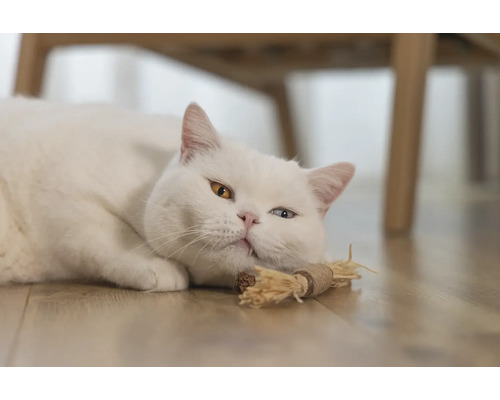 Vit katt med olika ögon ligger på golvet med en kattleksak