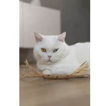 Vit katt med olika ögon ligger på golvet