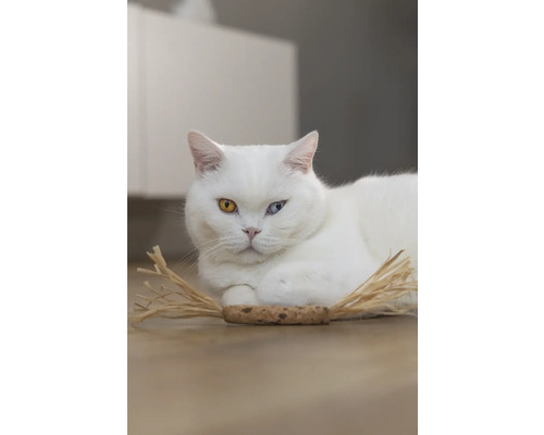 Vit katt med olika ögon ligger på golvet