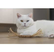 Vit katt med olikfärgade ögon och kattleksak