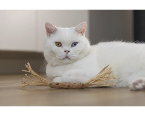 Vit katt med olikfärgade ögon och kattleksak