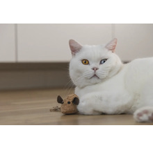 Vit katt med en leksak på golvet