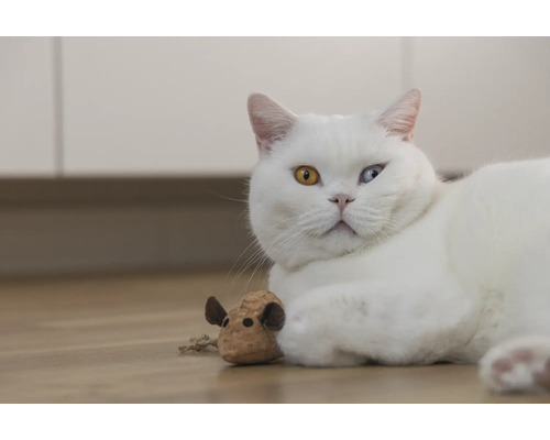 Vit katt med en leksak på golvet