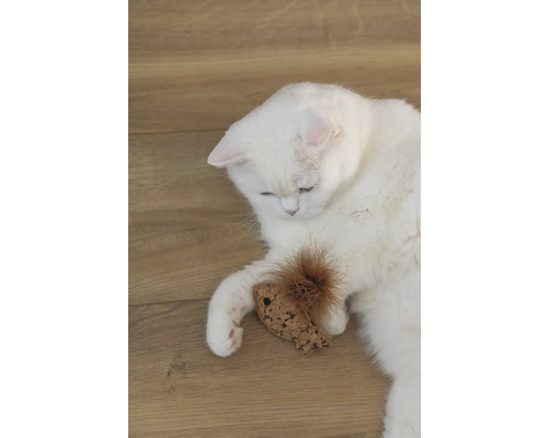 En vit katt ligger med en leksak på ett trägolv.