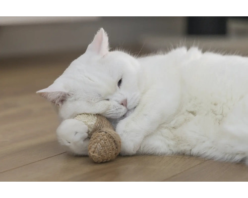 Vit katt ligger med leksak på golvet