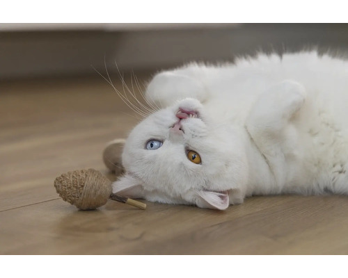 Vit katt ligger på rygg med kattleksak