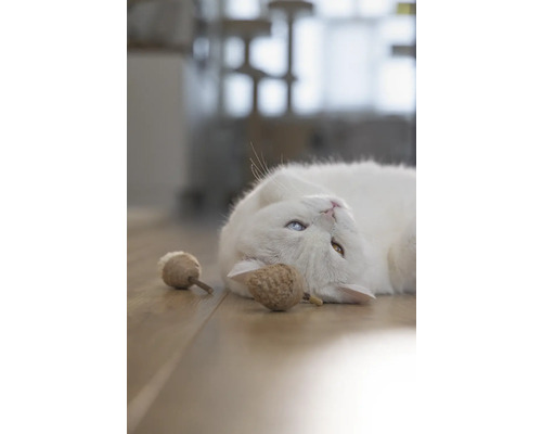 En vit katt med olika ögon och kattleksaker på ett trägolv