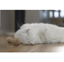 En avslappnad vit katt ligger på rygg bredvid kattleksaker.