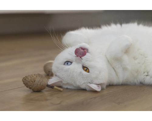 En vit katt ligger på rygg och räcker ut tungan, med en leksak bredvid sig.