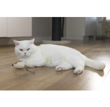 En vit katt ligger med en leksak på ett trägolv