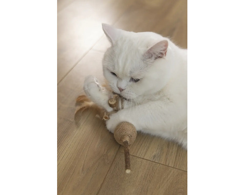 Vit katt leker med kattleksak på trägolv