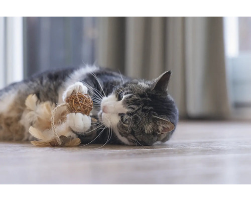 Katt leker med bollleksak