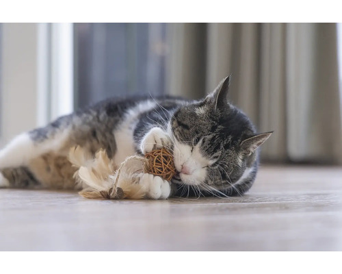 Katt ligger på golvet och leker med en leksak.