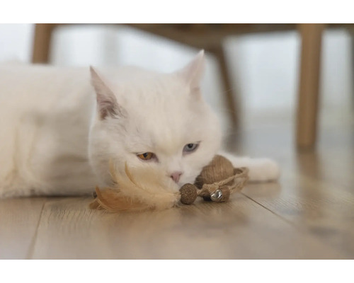 Vit katt ligger med leksak på golvet.